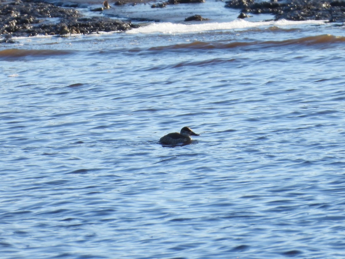 Ruddy Duck - ML613804388