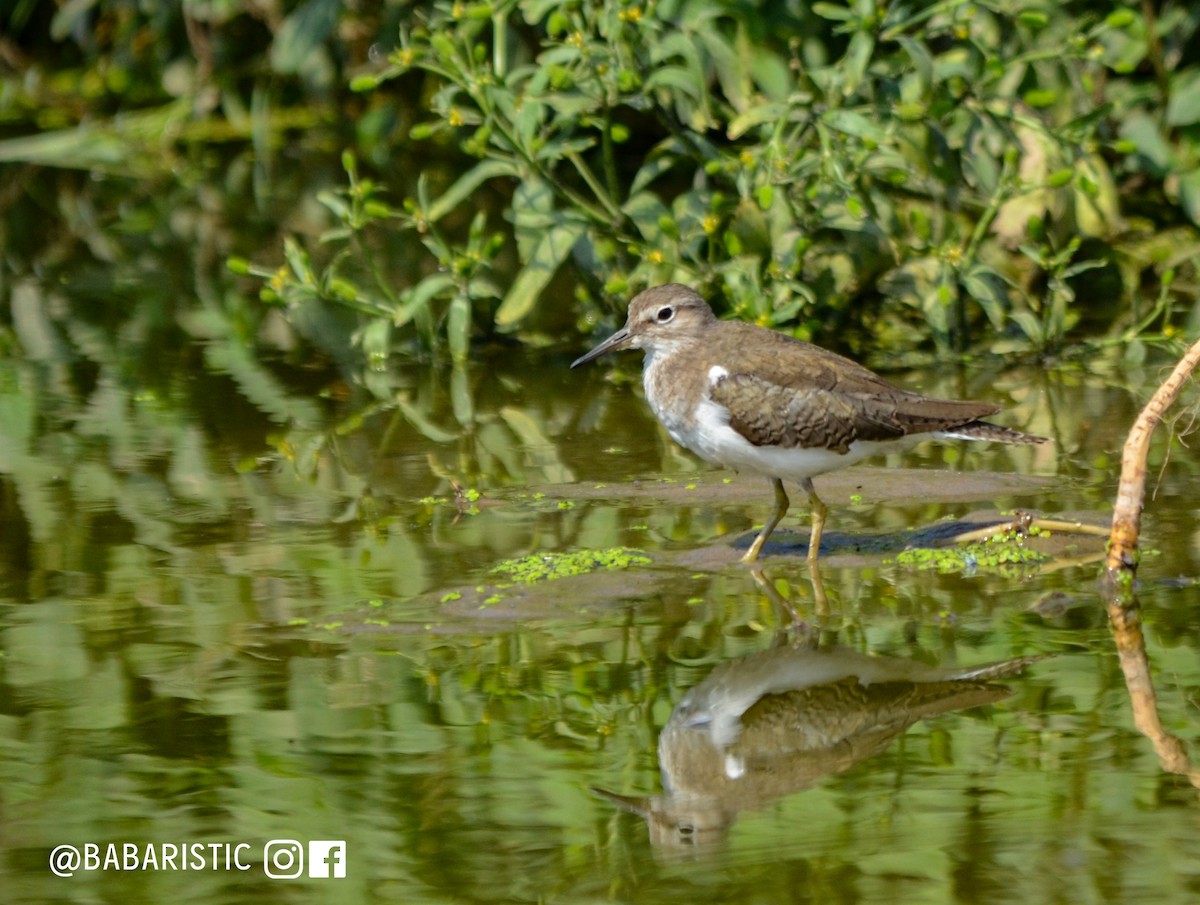 Common Sandpiper - Muhammad Babar