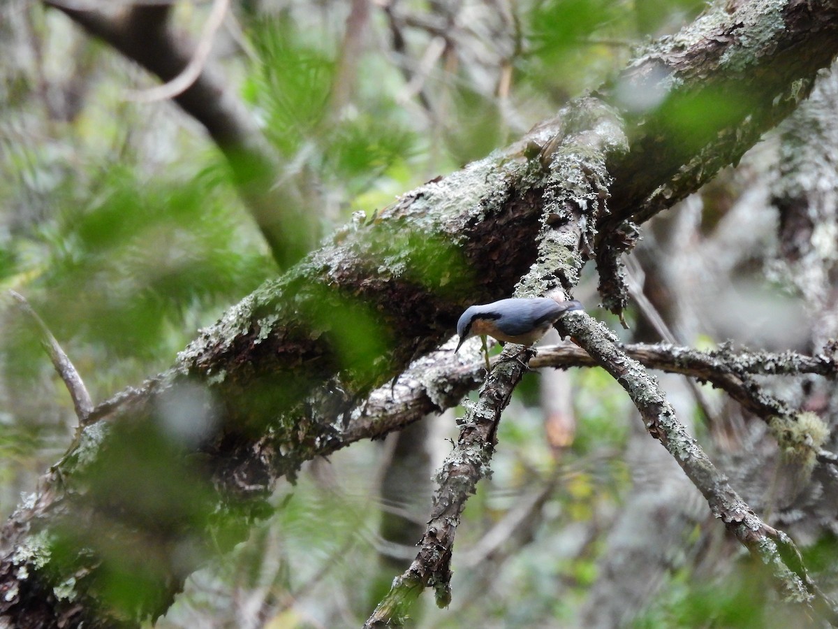 Eurasian Nuthatch - ML613804467