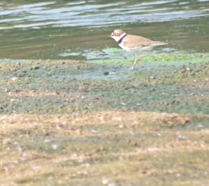 Little Ringed Plover - ML613804514