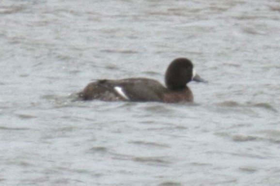 Greater Scaup - ML613804537