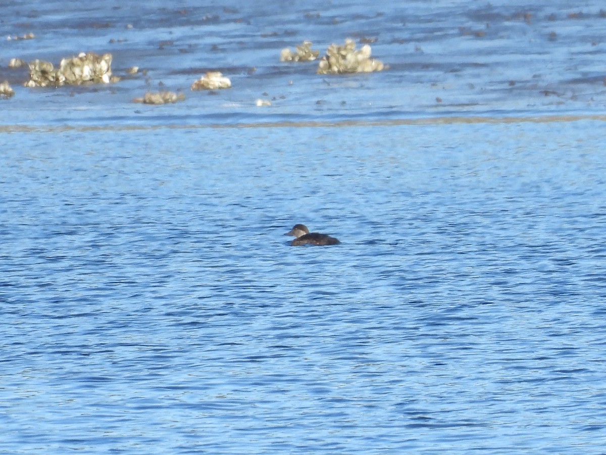 Black Scoter - ML613804589