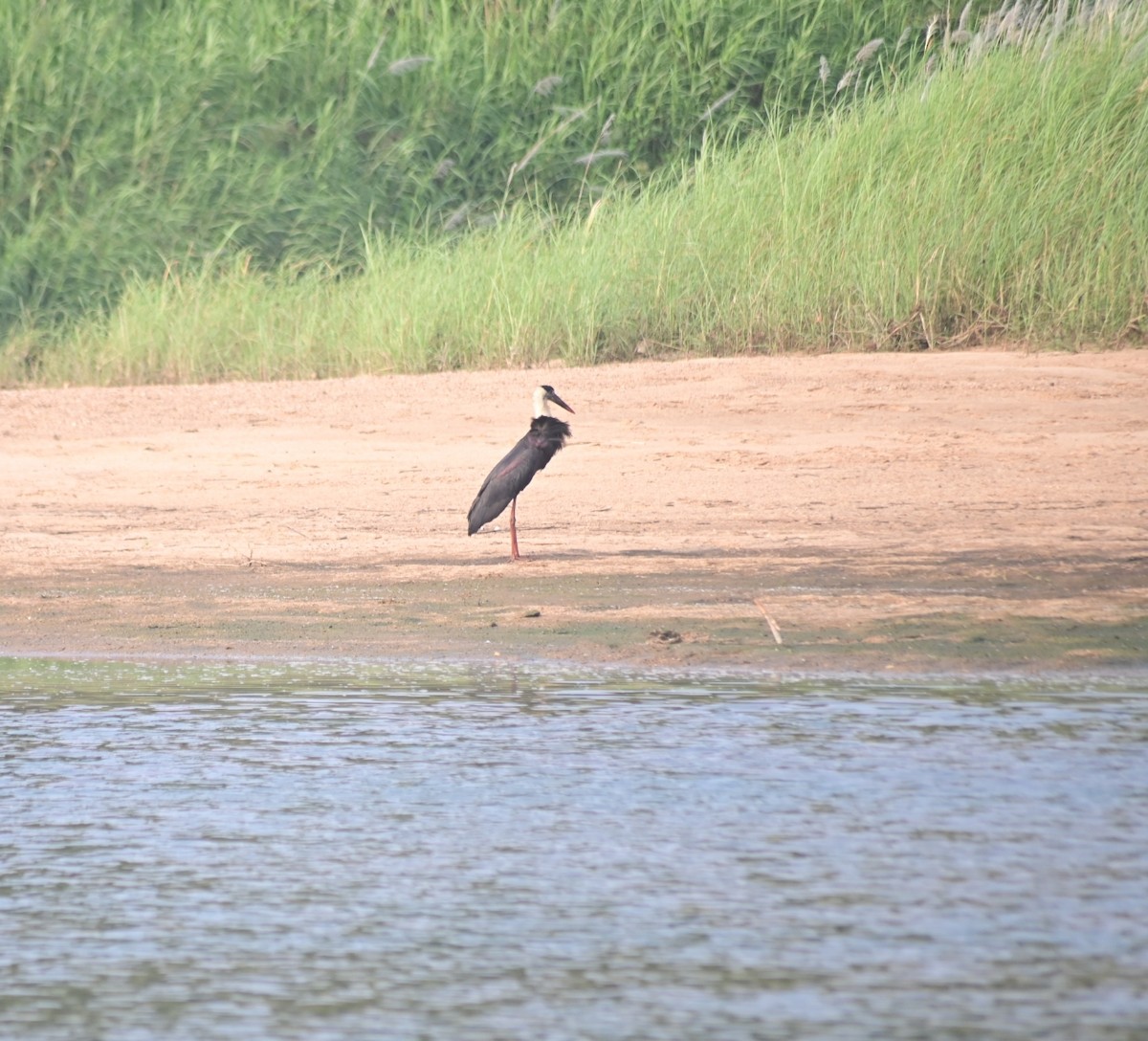 Asian Woolly-necked Stork - ML613804597