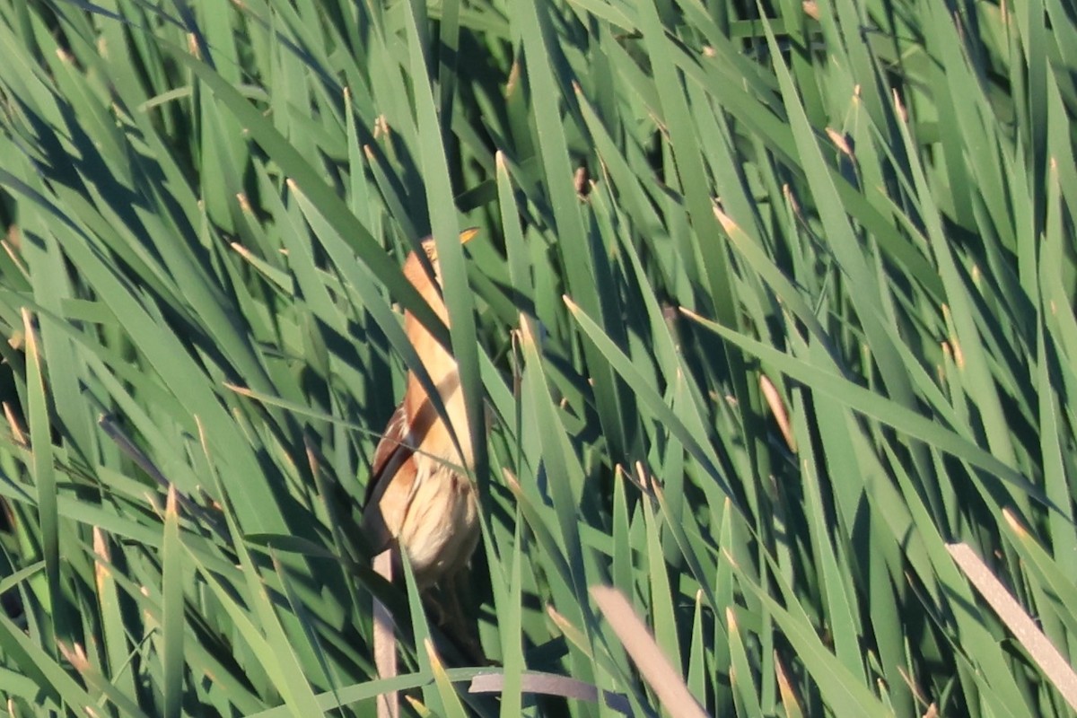 Little Bittern - ML613804627