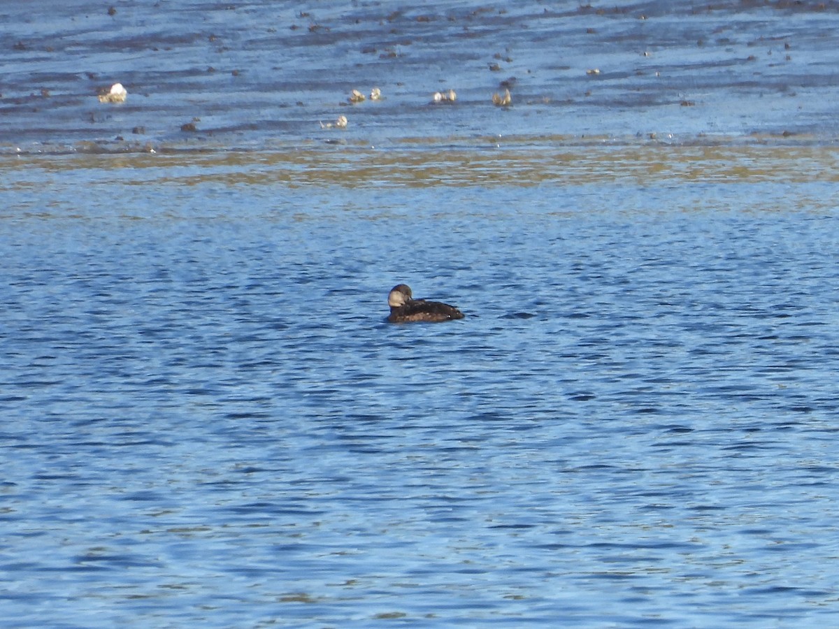 Black Scoter - ML613804631