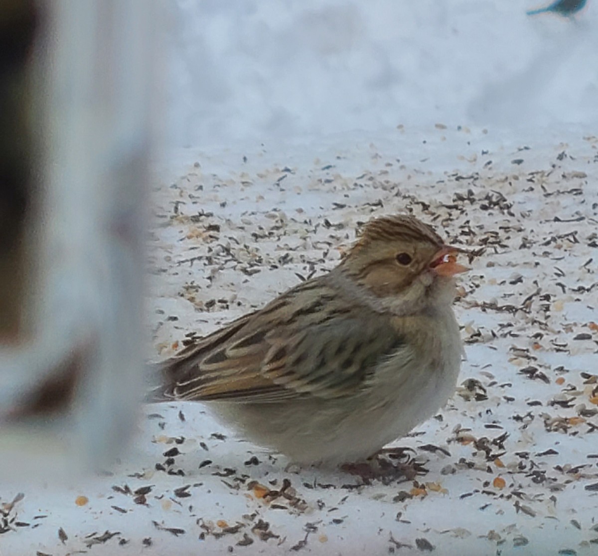 Clay-colored Sparrow - ML613804653