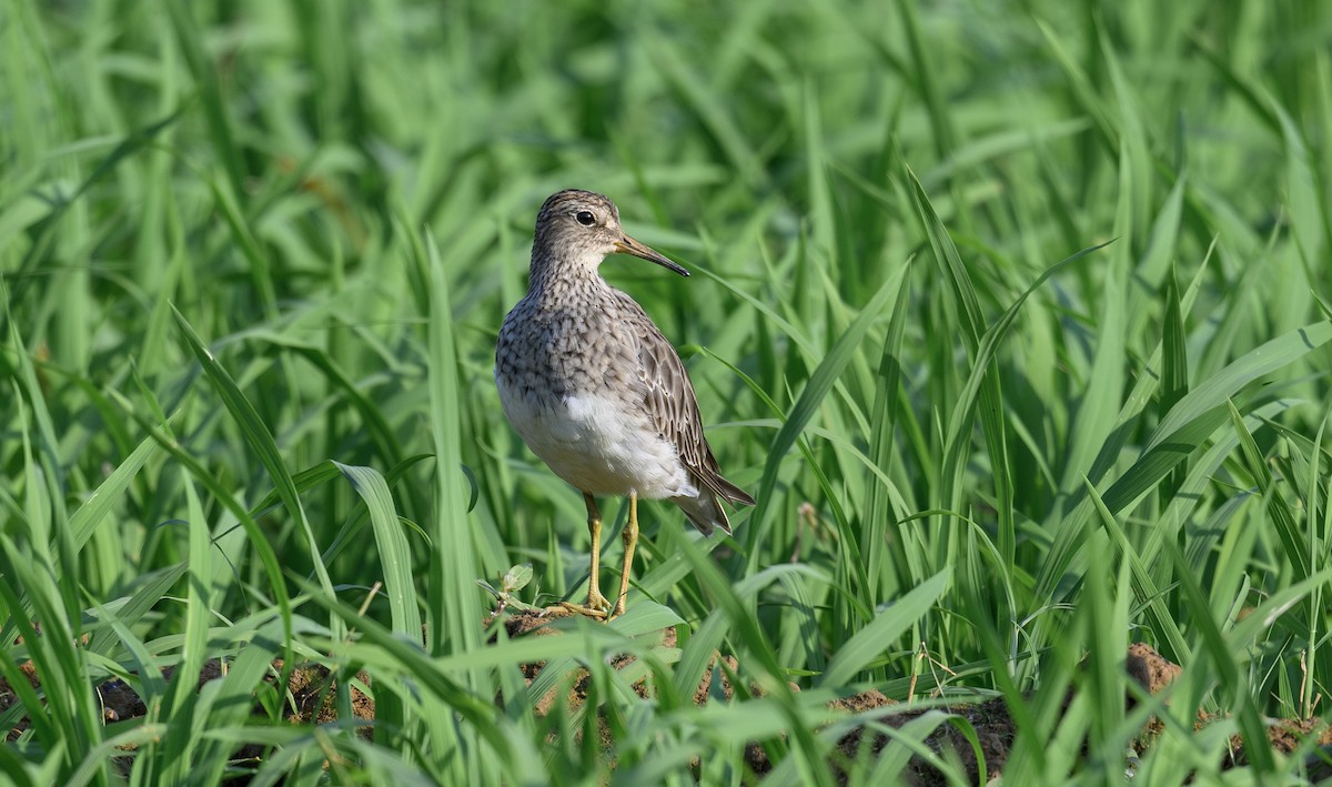 Graubrust-Strandläufer - ML613804654