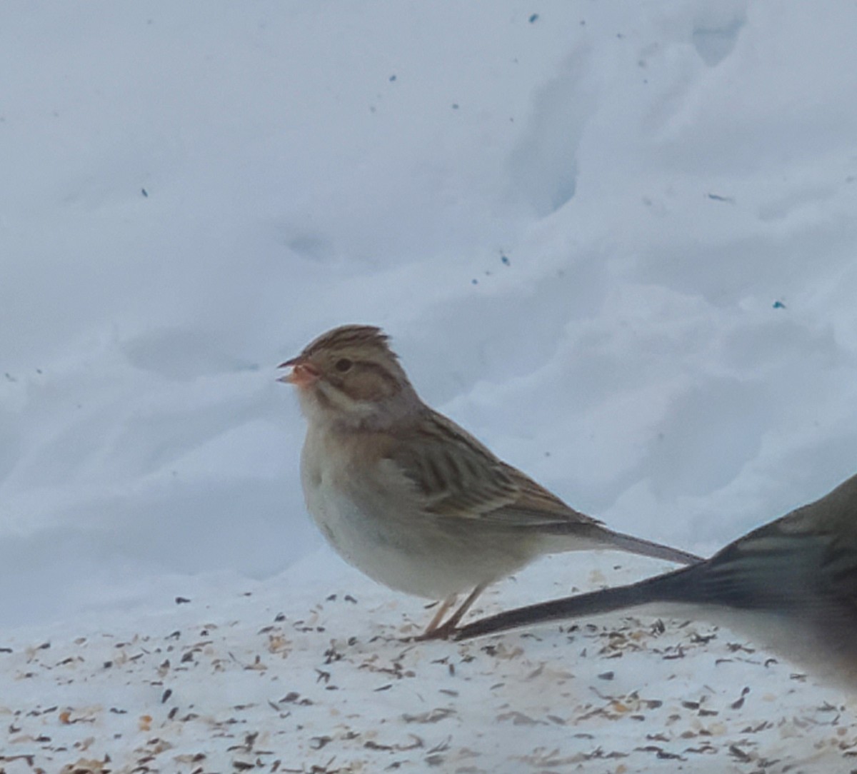 Clay-colored Sparrow - ML613804661