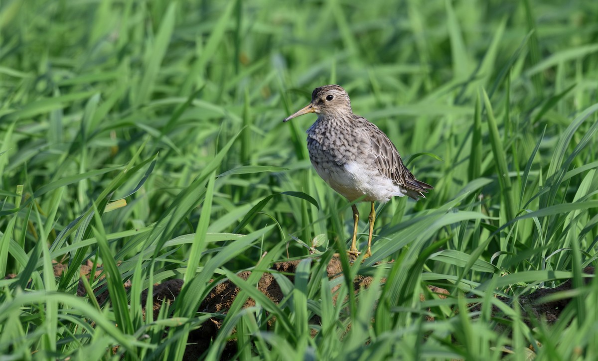 Graubrust-Strandläufer - ML613804662