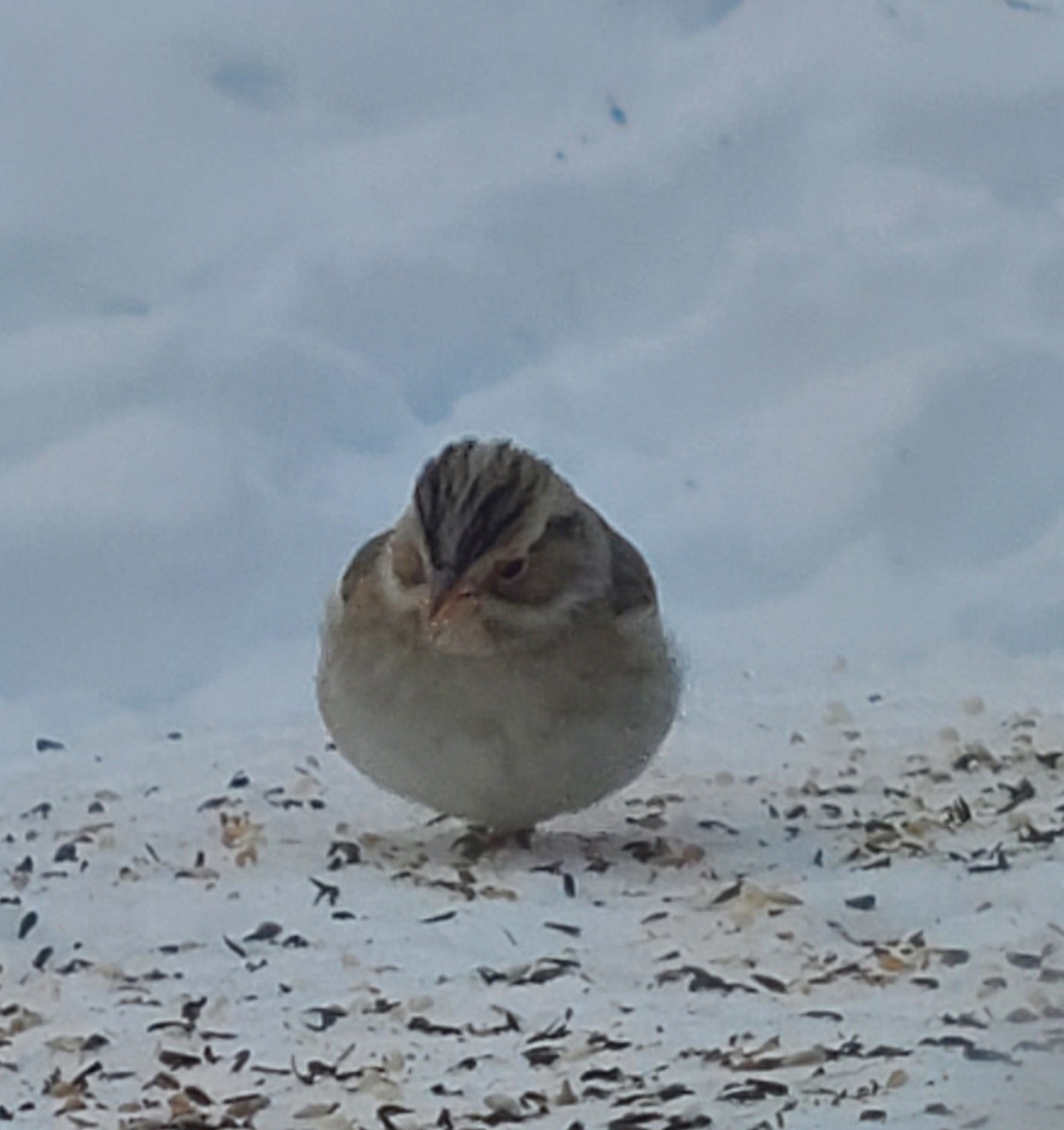 Clay-colored Sparrow - ML613804665