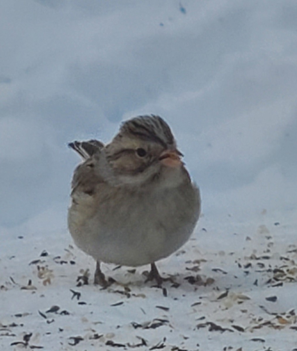 Clay-colored Sparrow - ML613804680