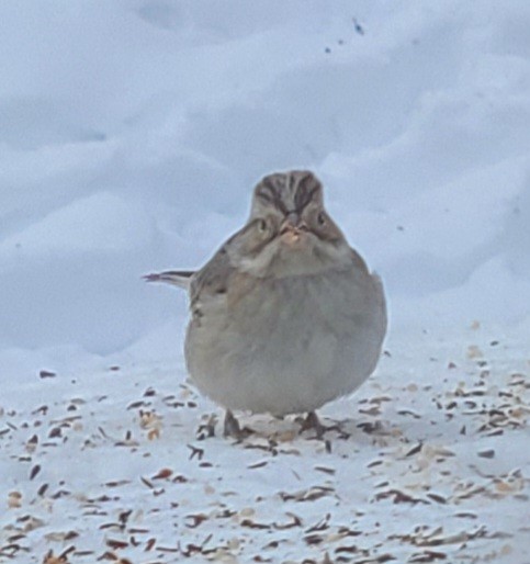 Clay-colored Sparrow - ML613804685