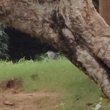 Black-crowned Night Heron - Gannu 03