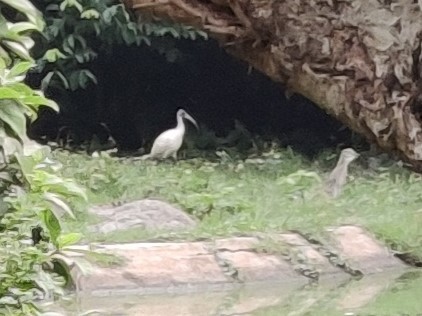ibis černohlavý - ML613804824