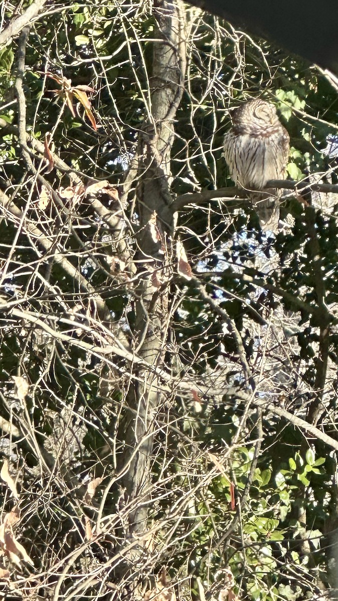 Barred Owl - Randy Gonzalez