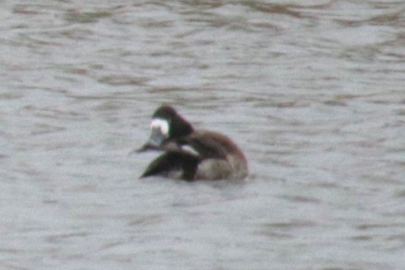Greater Scaup - ML613804849
