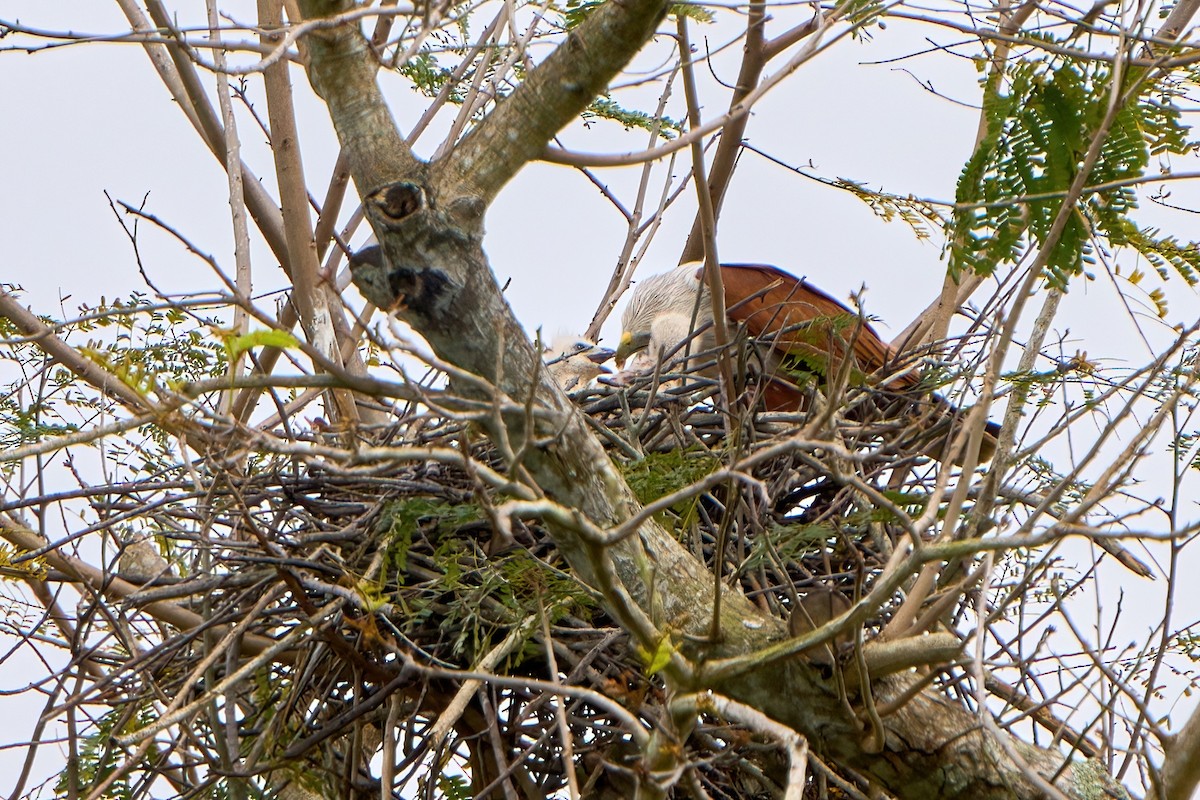 Brahminy Kite - ML613804880