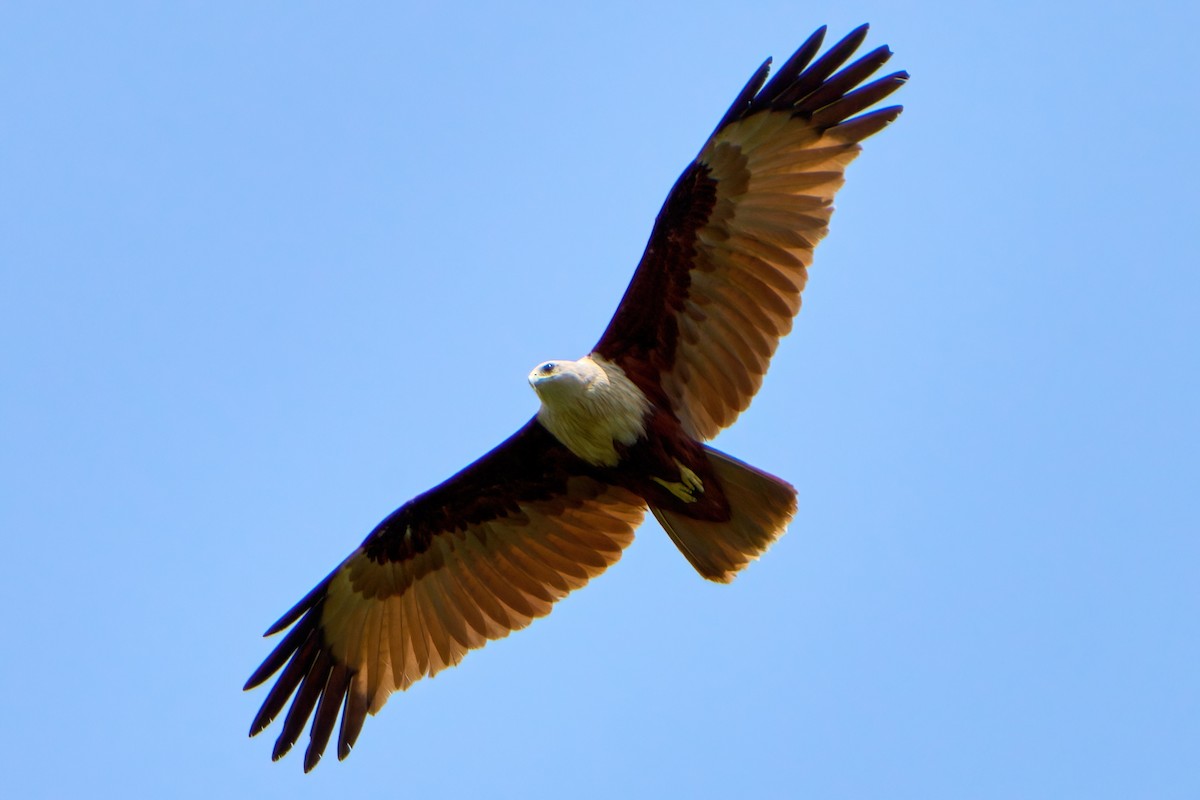 Brahminy Kite - ML613804883