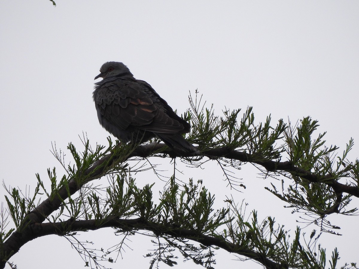 Dusky Turtle-Dove - ML613804889