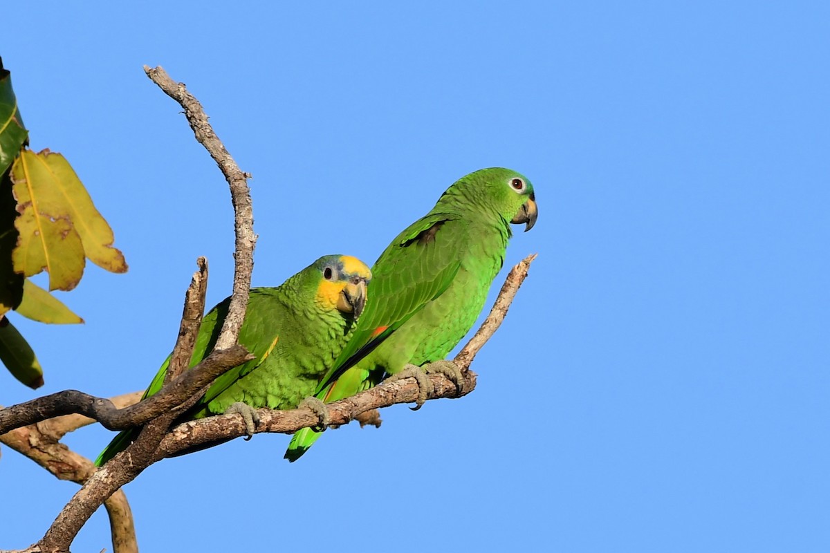 Orange-winged Amazon - Winston Poon