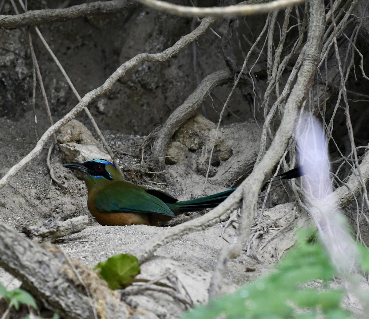 Whooping Motmot (Whooping) - Jonathan Heller