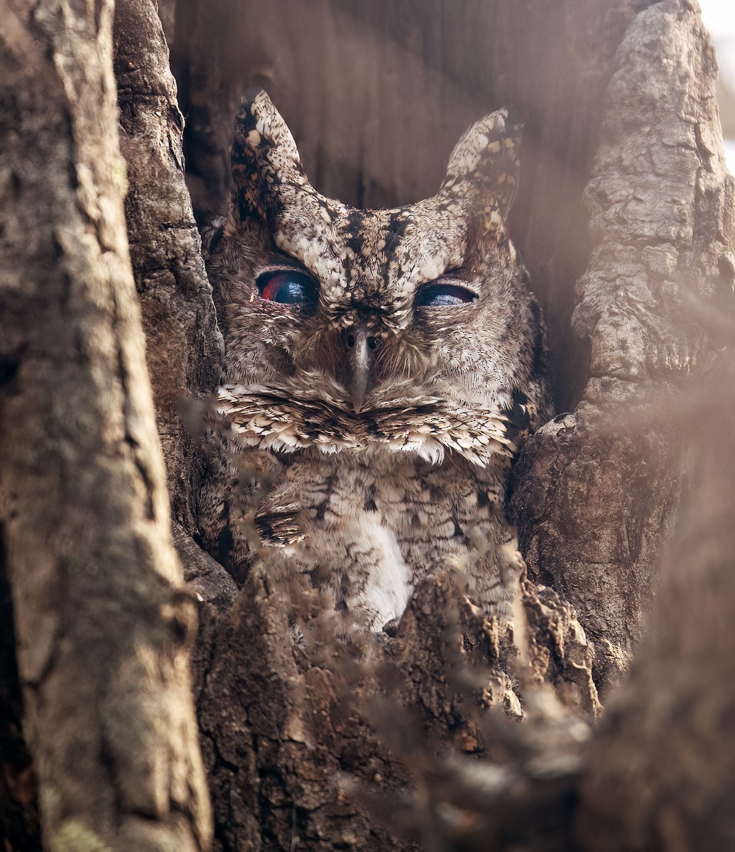 Collared Scops-Owl - Parmil Kumar