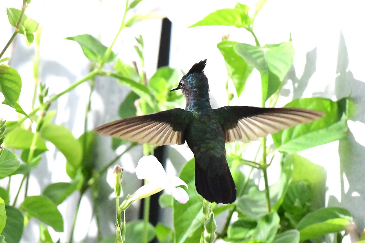 Antillean Crested Hummingbird - ML613804949