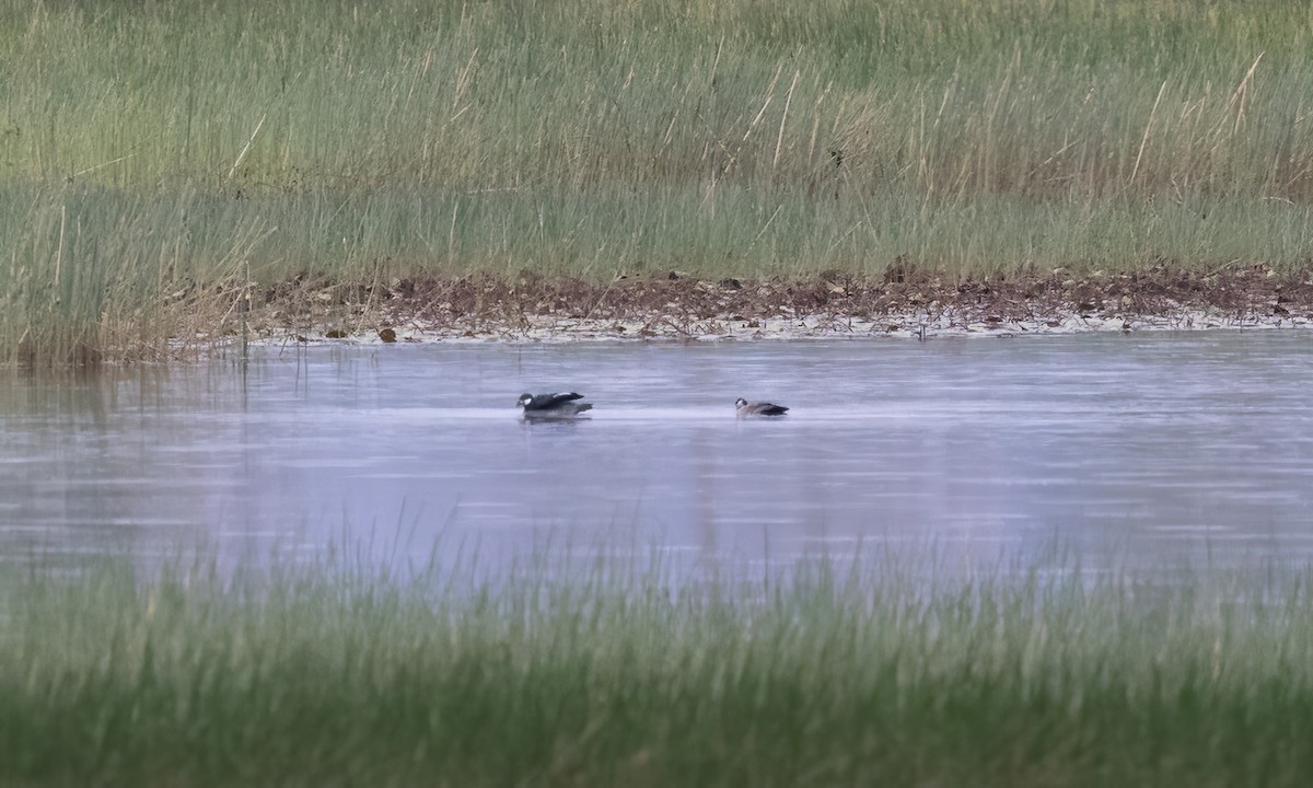 Green Pygmy-Goose - ML613804967