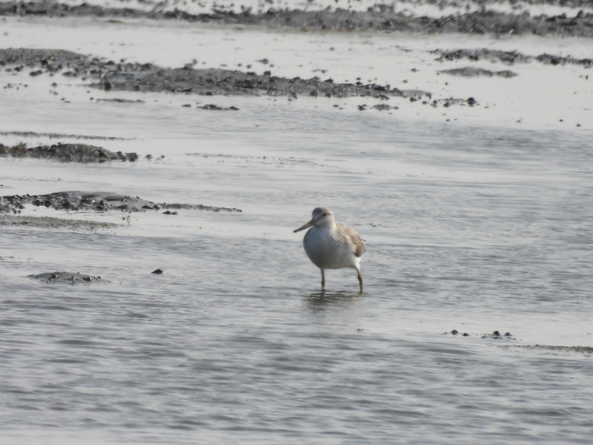 Nordmann's Greenshank - ML613804968