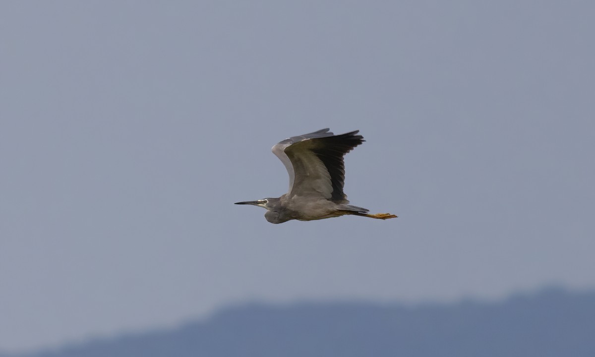 White-faced Heron - ML613804985