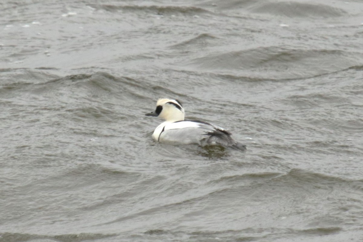 Smew - ML613805005