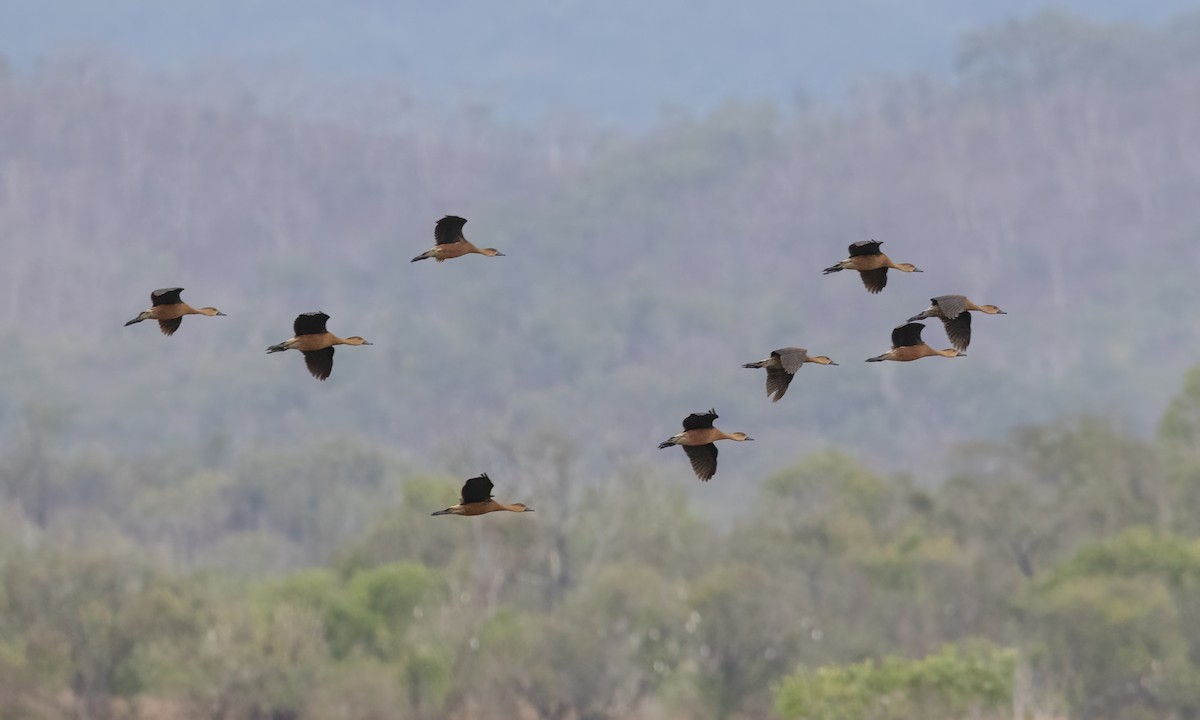 Wandering Whistling-Duck - ML613805007