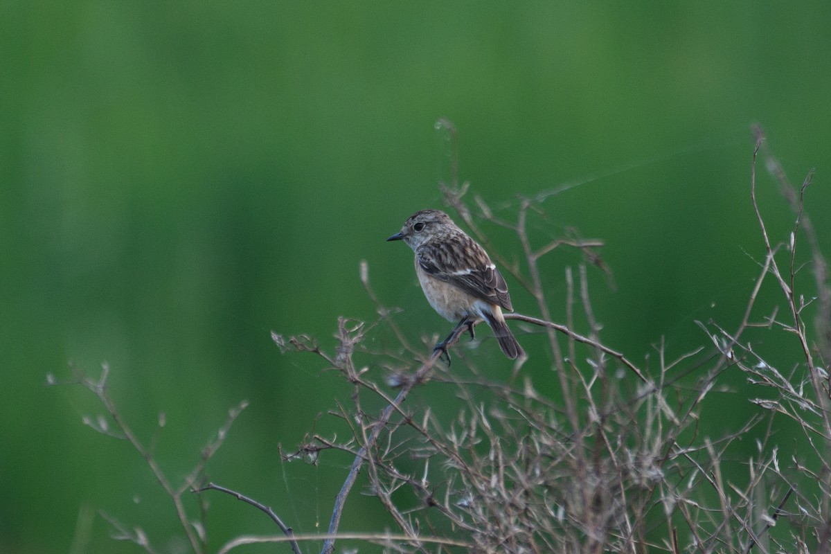 Siberian Stonechat - ML613805012