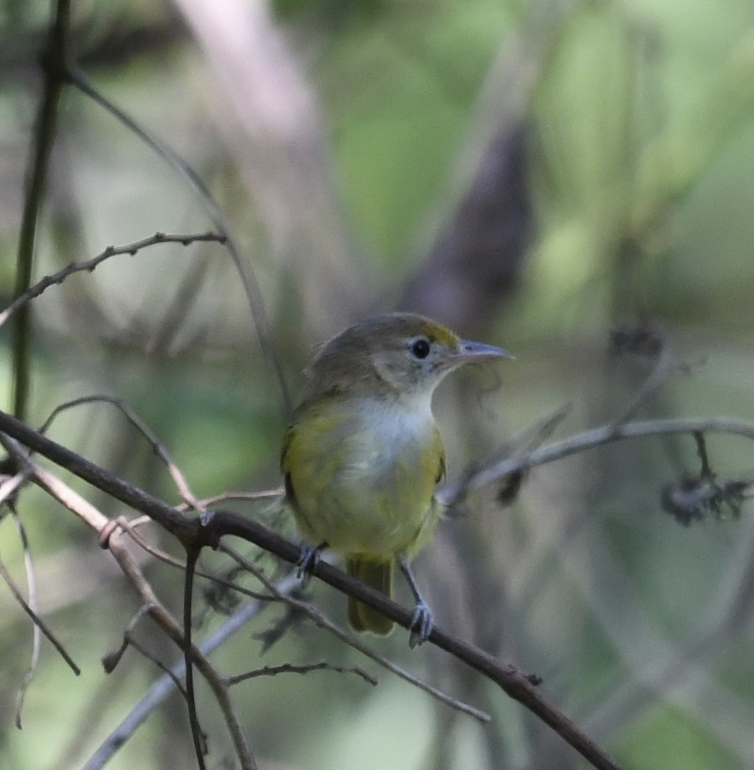 gullpannevireo - ML613805058