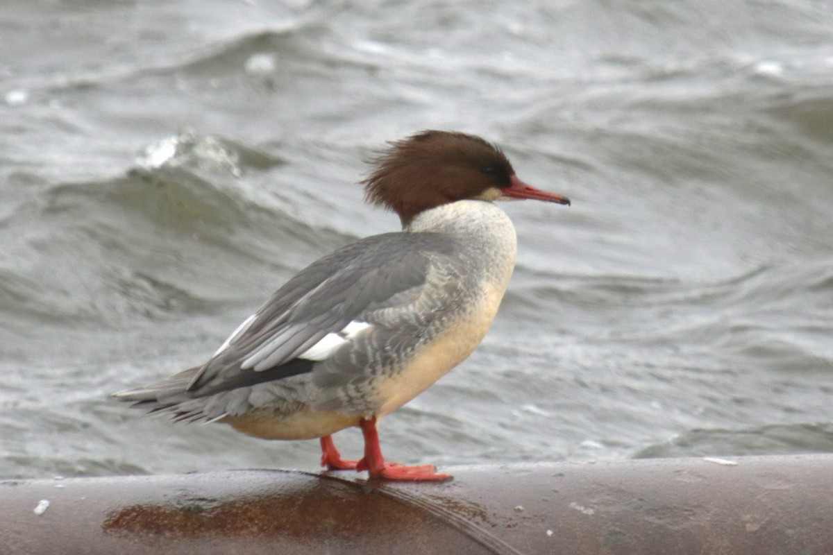 Common Merganser - ML613805069