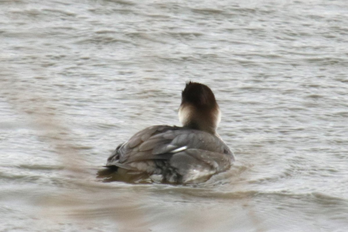 Smew - Jan Roedolf