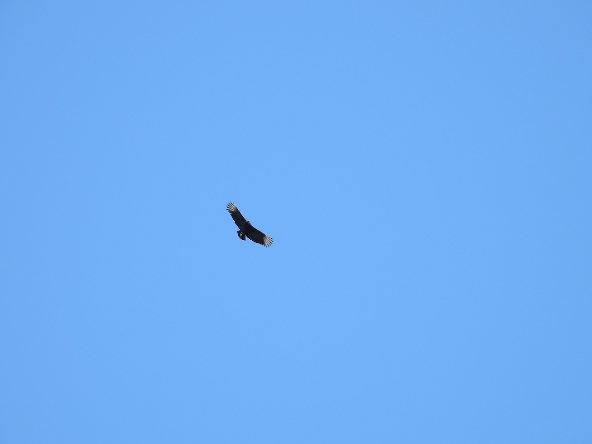 Black Vulture - ML613805163