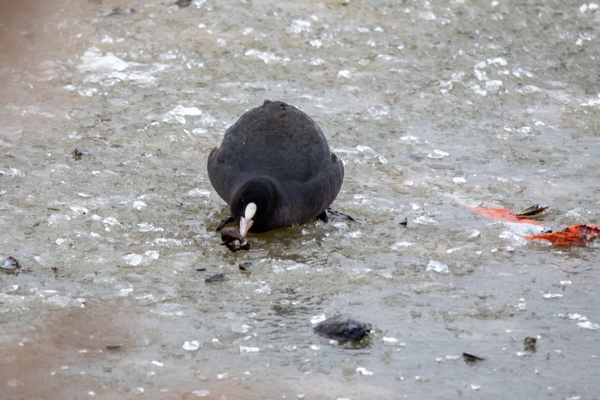 Eurasian Coot - Emerson Harman