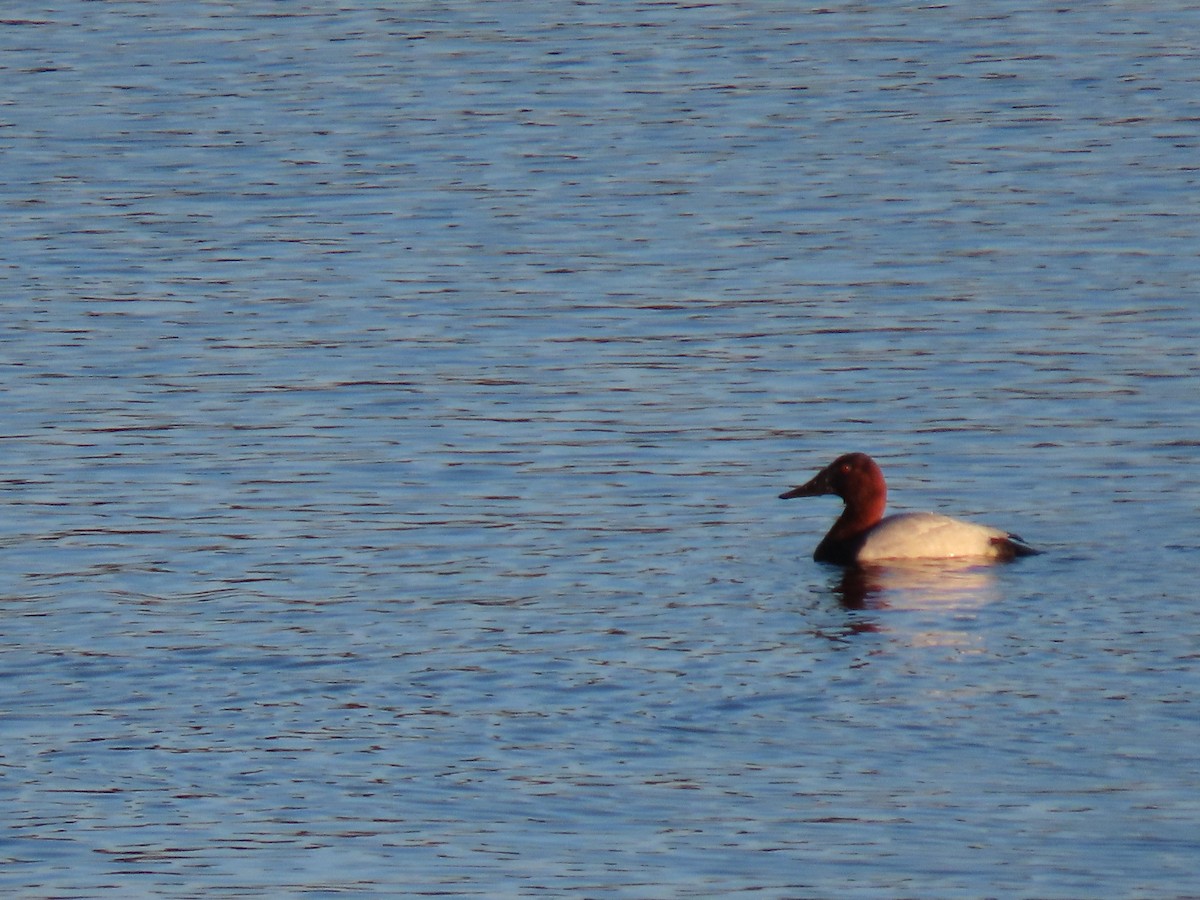 Canvasback - Rick Robinson