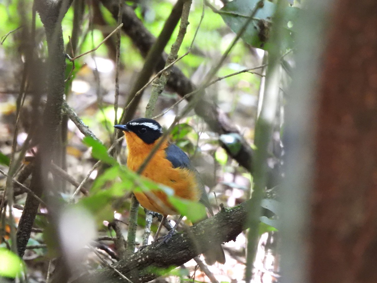 Rüppell's Robin-Chat - ML613805223