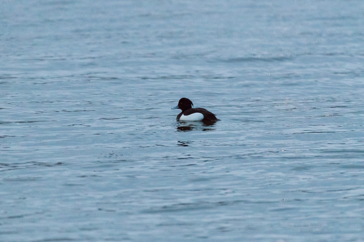 Tufted Duck - ML613805225