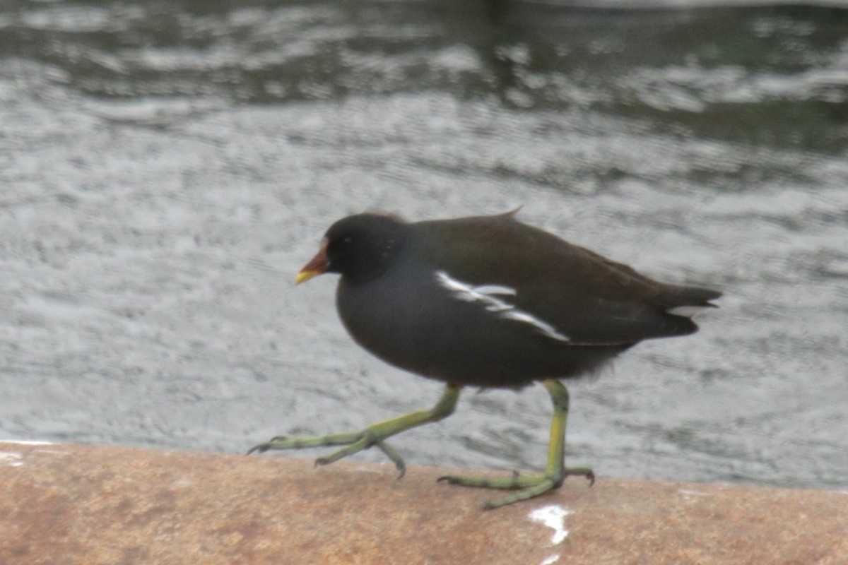 Eurasian Moorhen - ML613805228