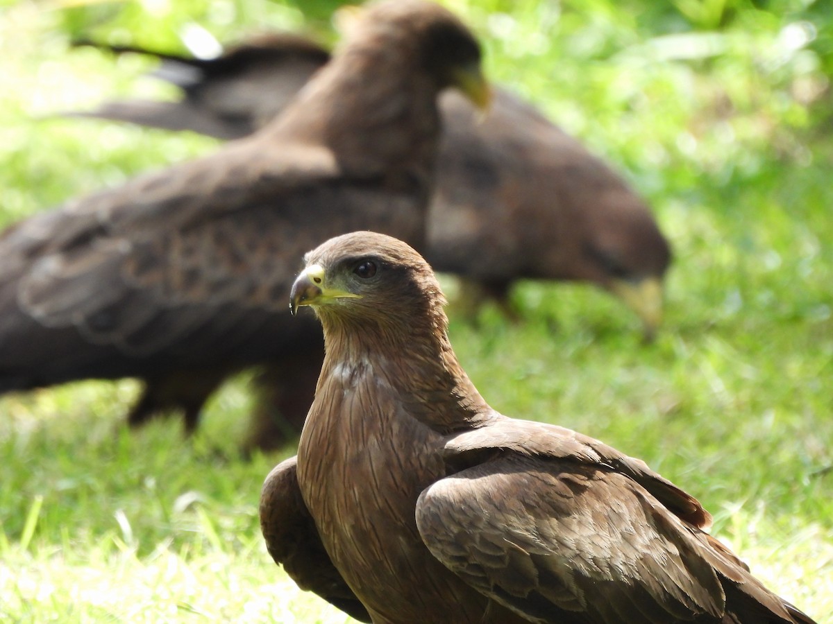 Black Kite - ML613805231