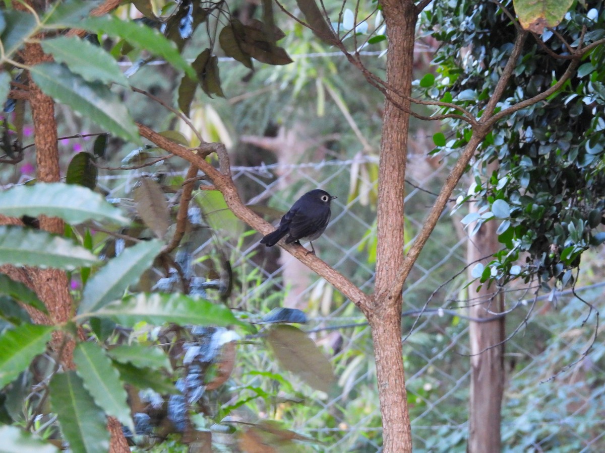 White-eyed Slaty-Flycatcher - ML613805325