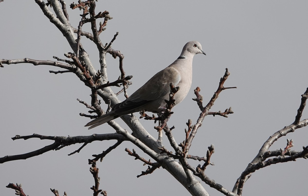 Eurasian Collared-Dove - ML613805360