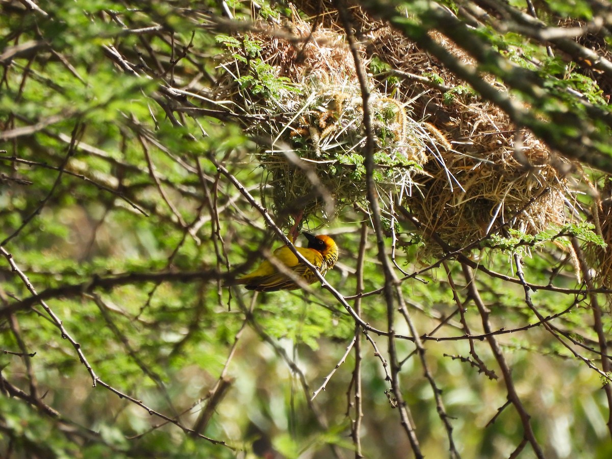 Speke's Weaver - ML613805381