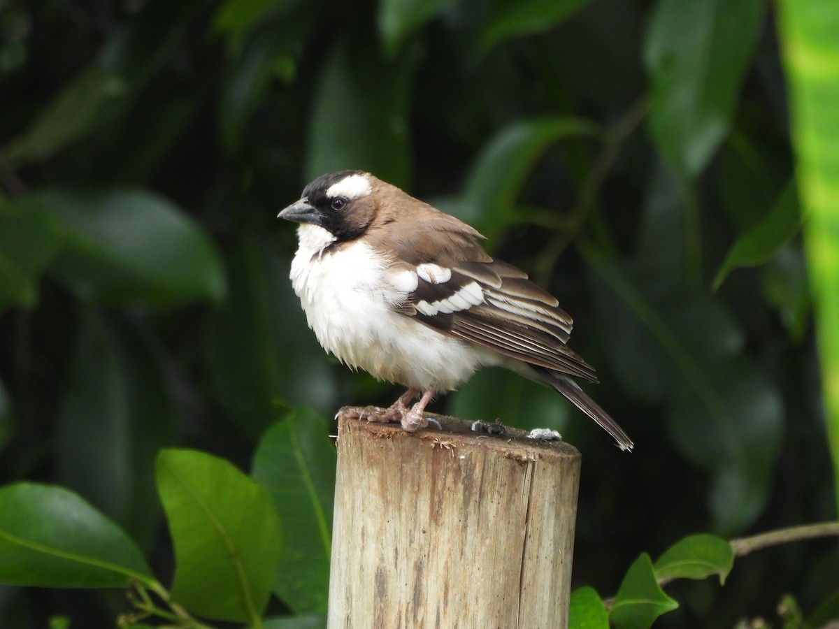 White-browed Sparrow-Weaver - ML613805391