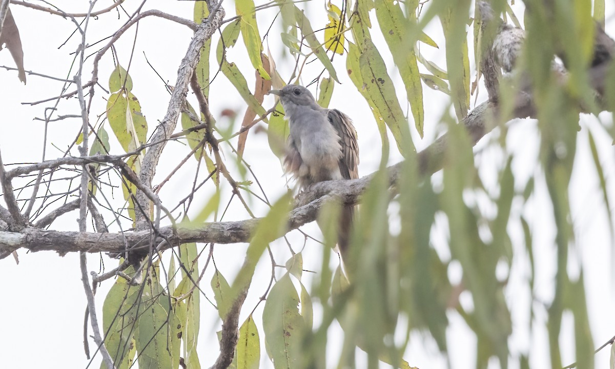 Brush Cuckoo - ML613805394