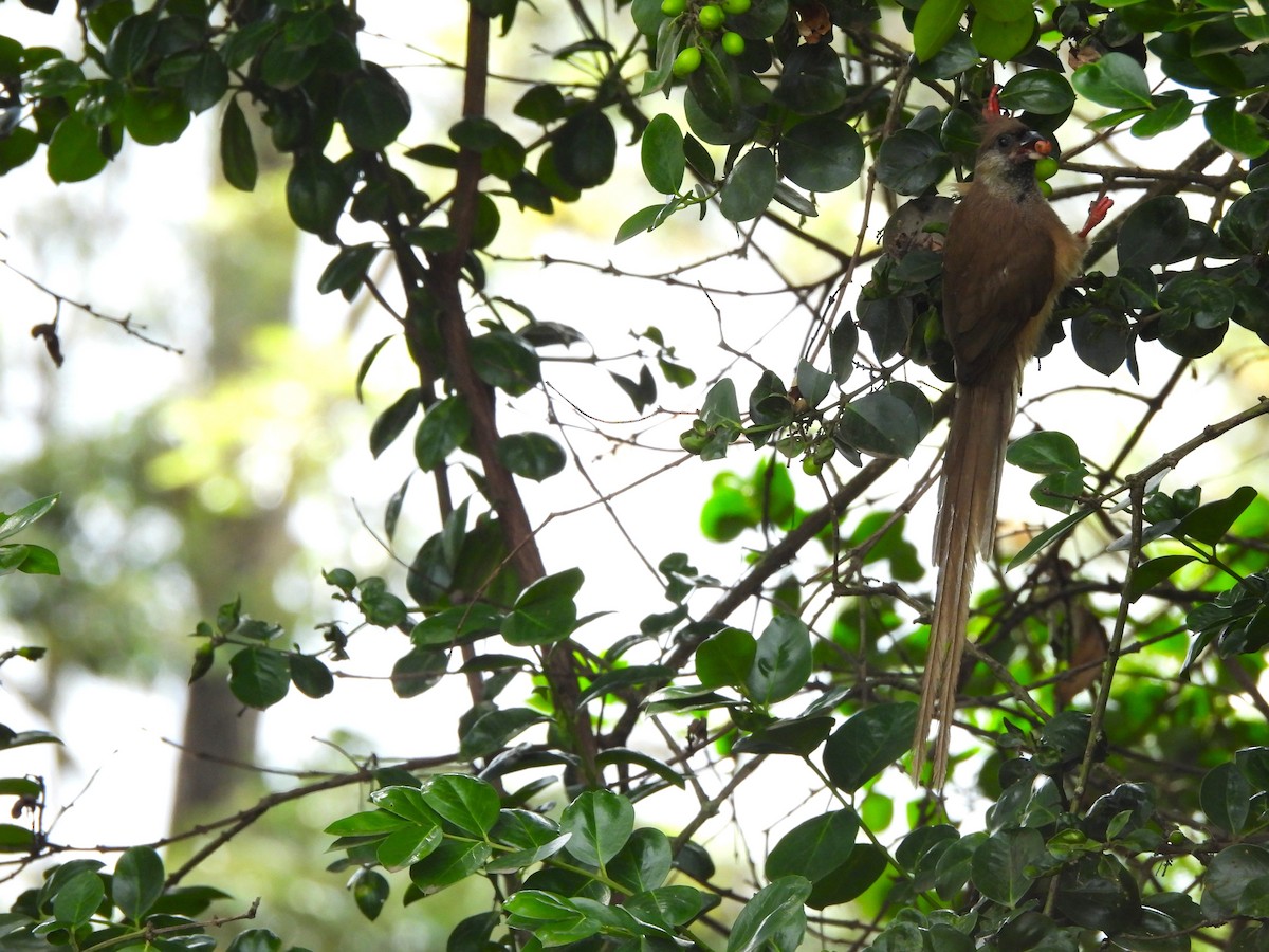 Speckled Mousebird - ML613805409