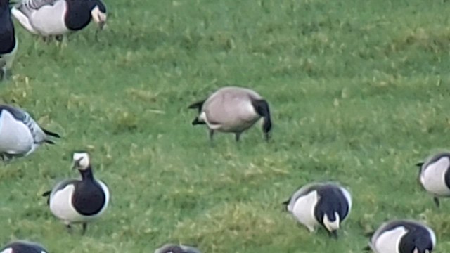 Cackling Goose (Richardson's) - ML613805435